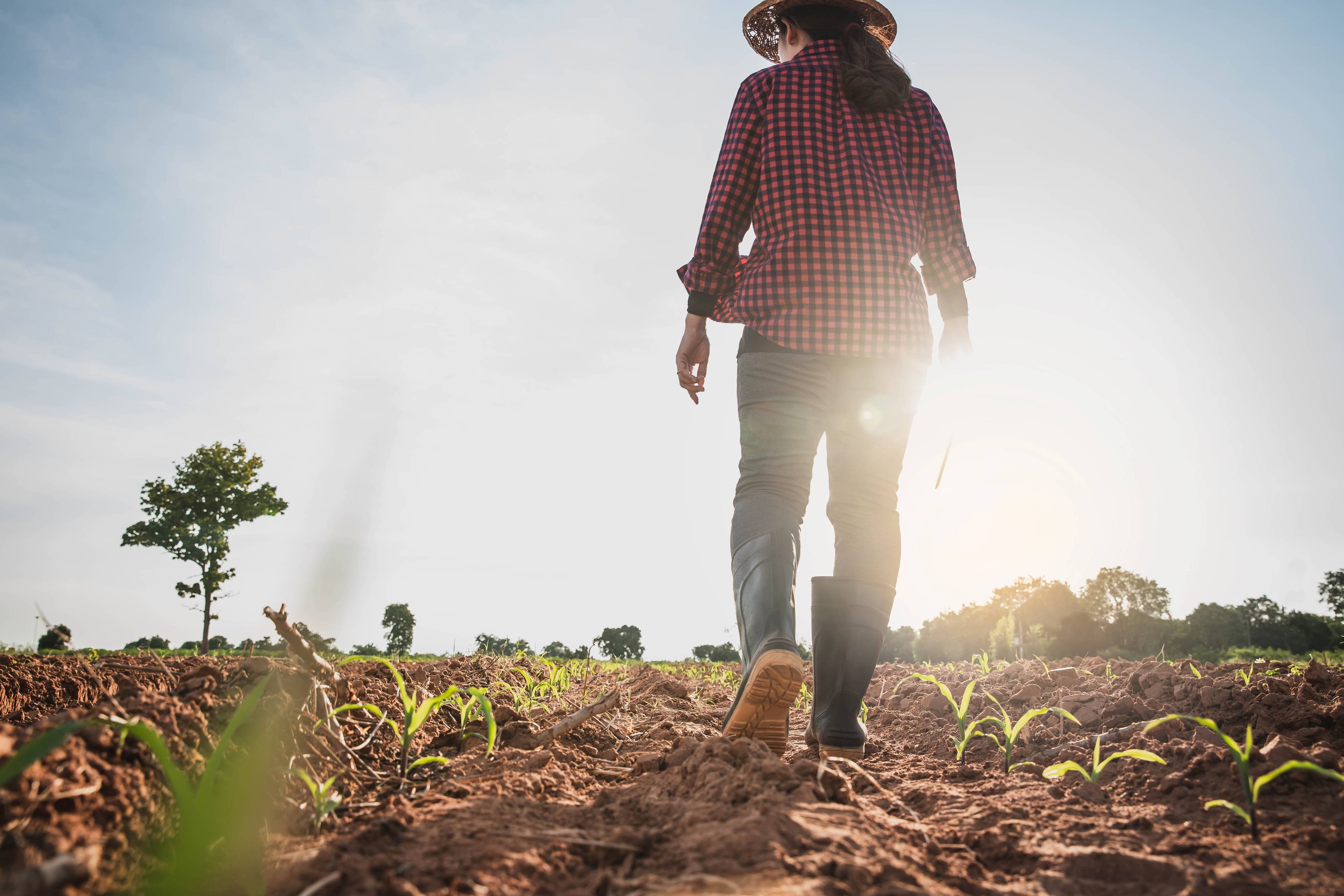 Image of a producer walking across a field