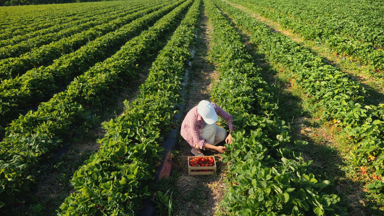 Image of a producer harvesting berries in a field