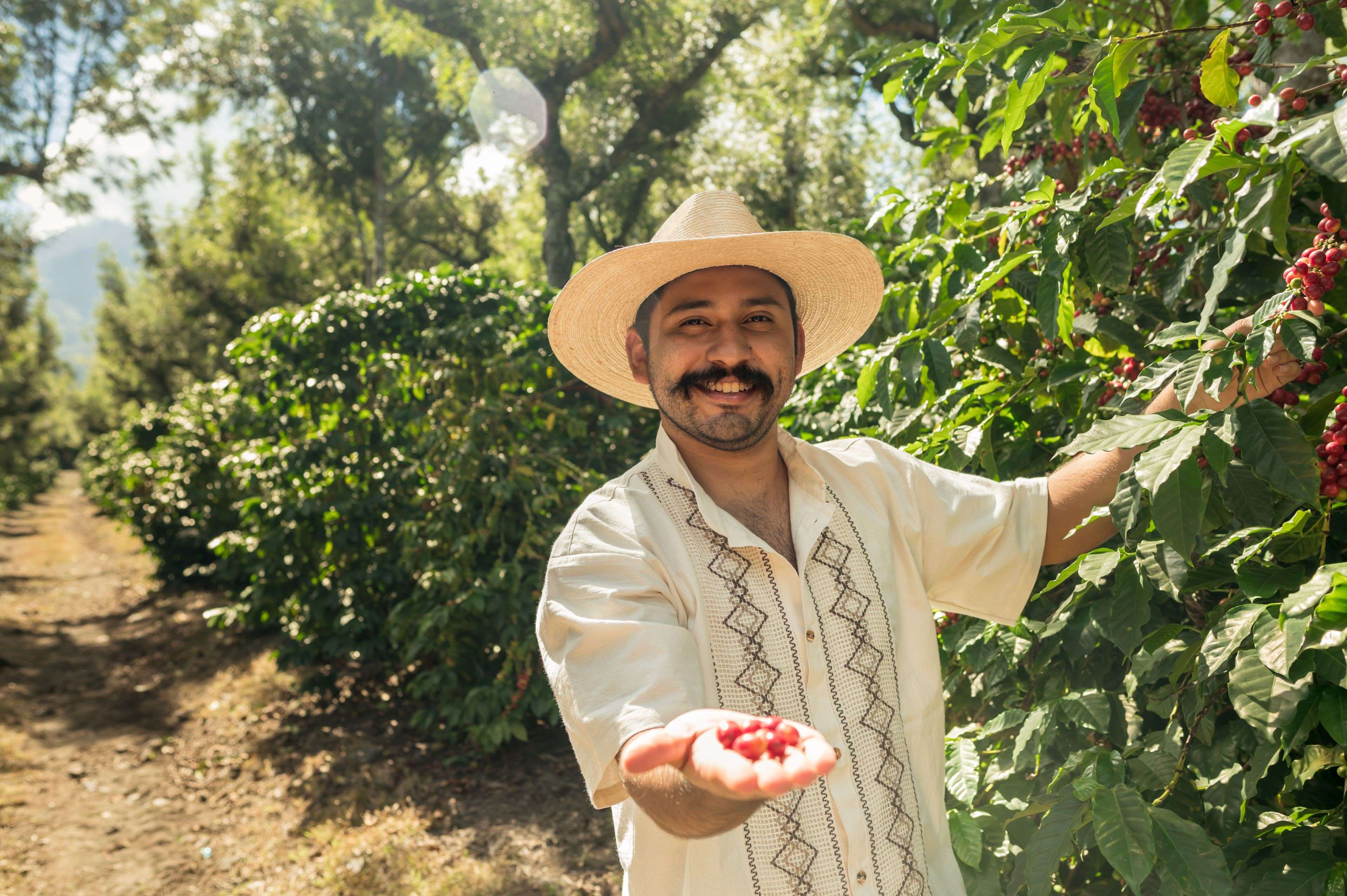 Image of a producer harvesting grapes on a fruit farm