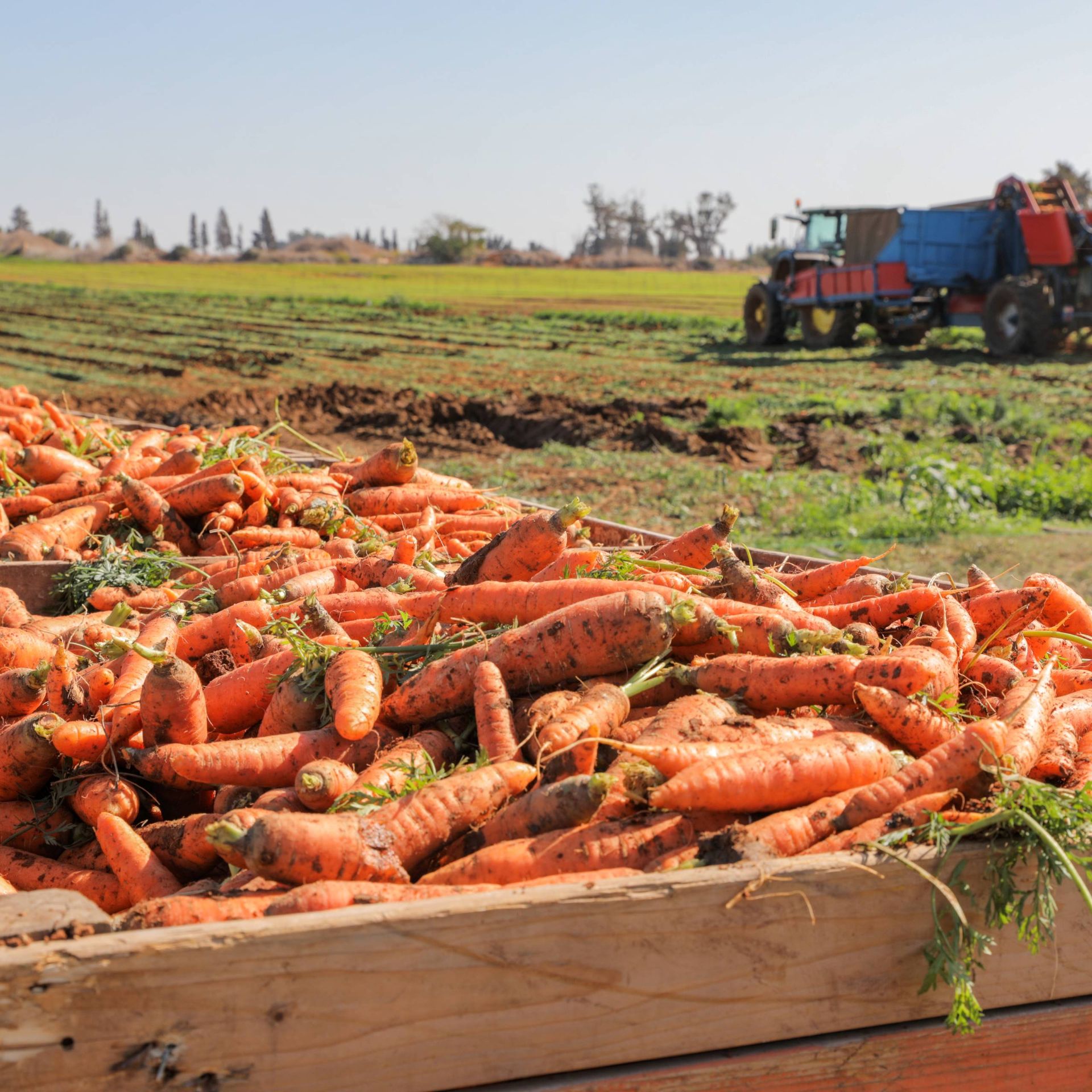 Image of a vegetable producer harvesting carrots for export