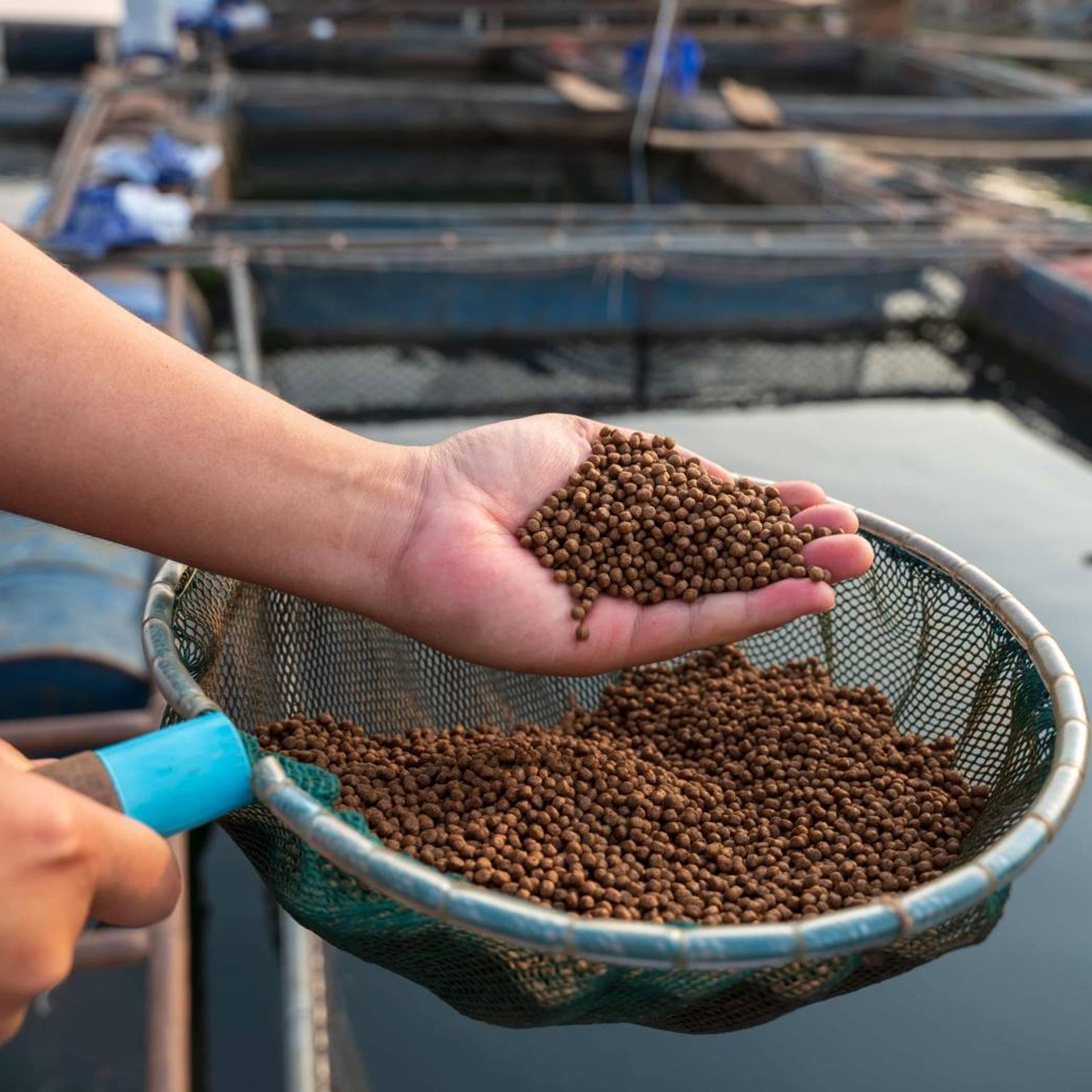 Image of an aquaculture producer holding compound feed for fish