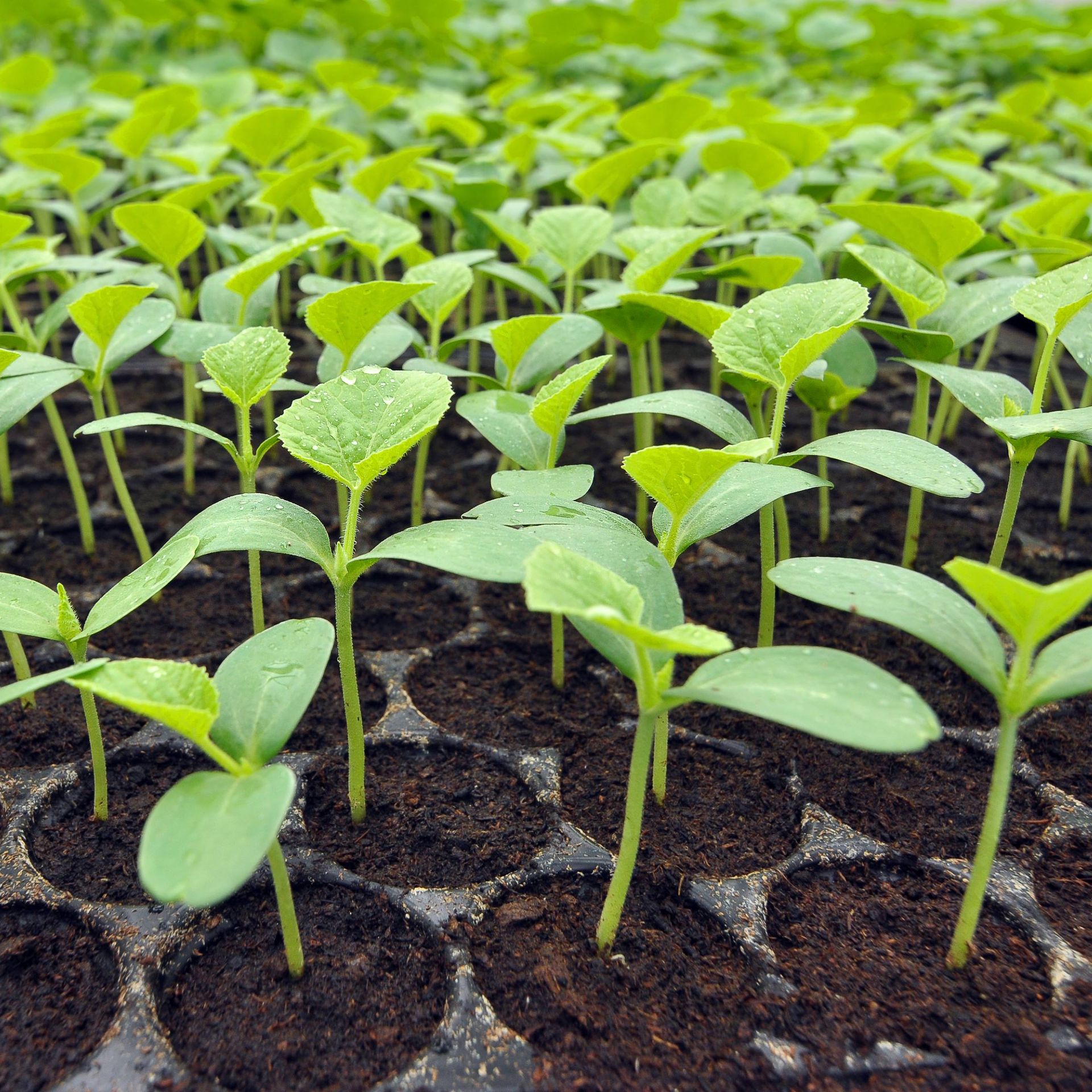 Image of young plant seedlings for sale to the floriculture sector