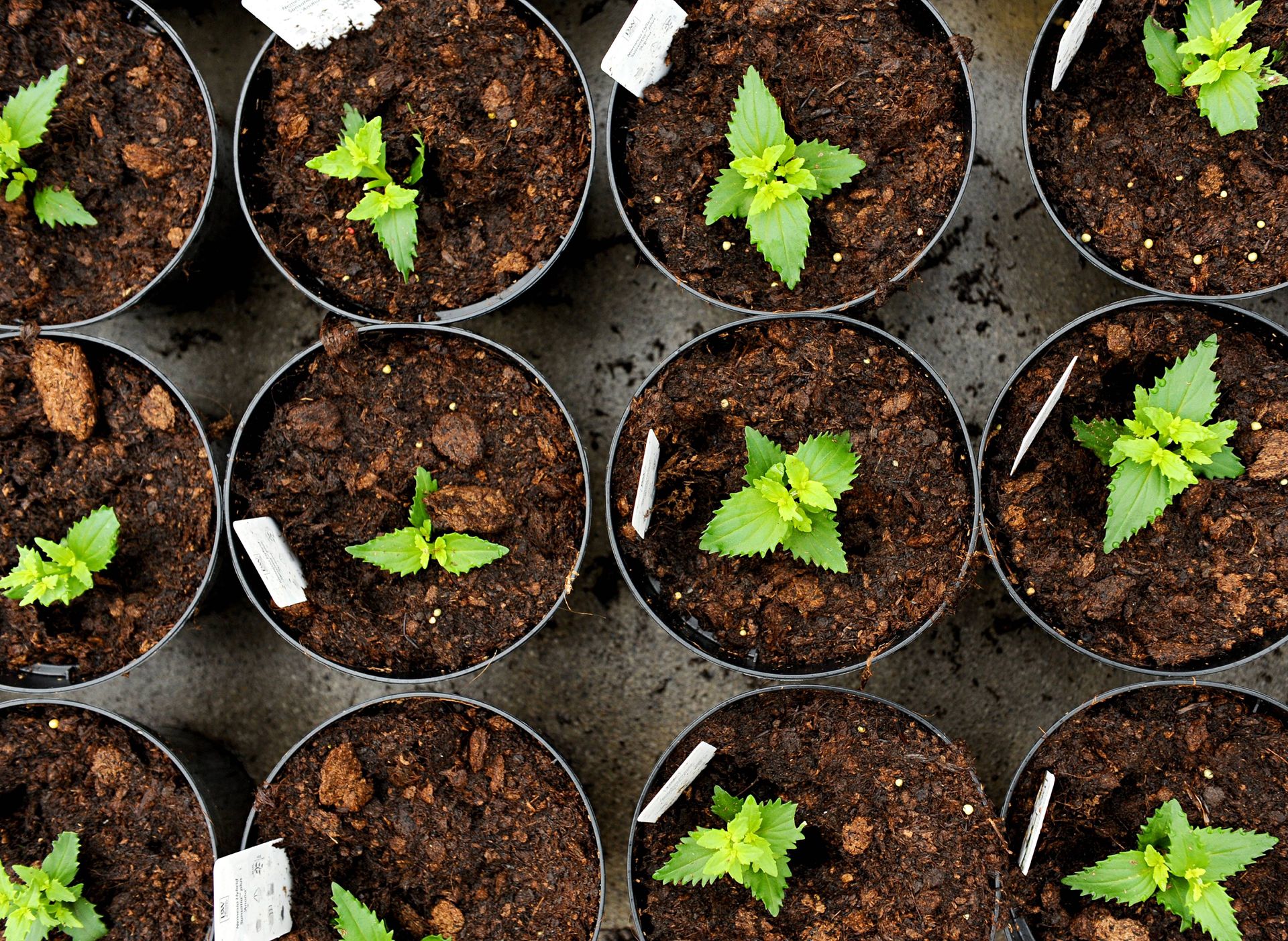 Image of young flower seedlings in pots