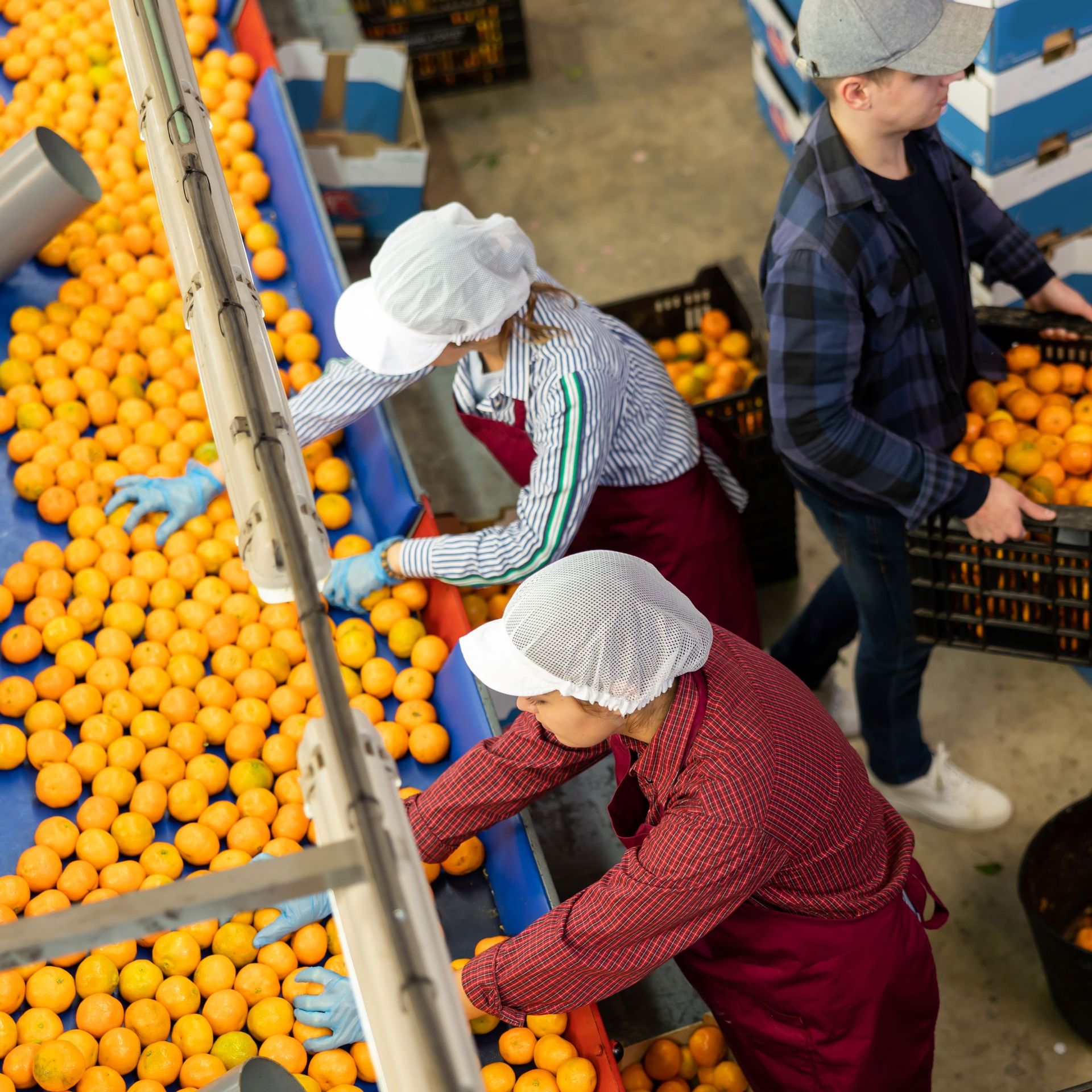 Image of a food processing facility with workers grading mandarins