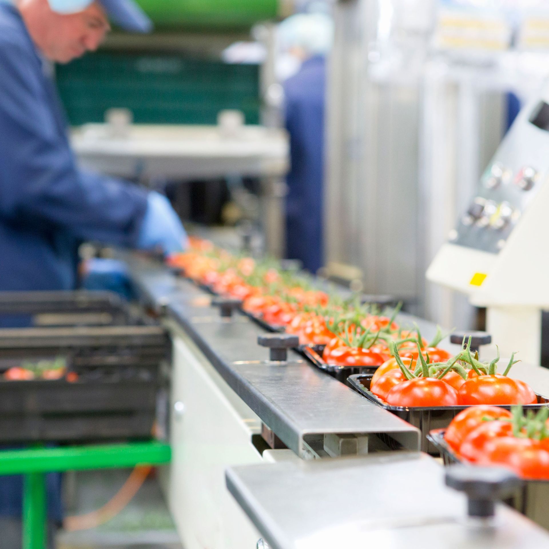 Image of a worker packing tomatoes on a production line in a food processing facility