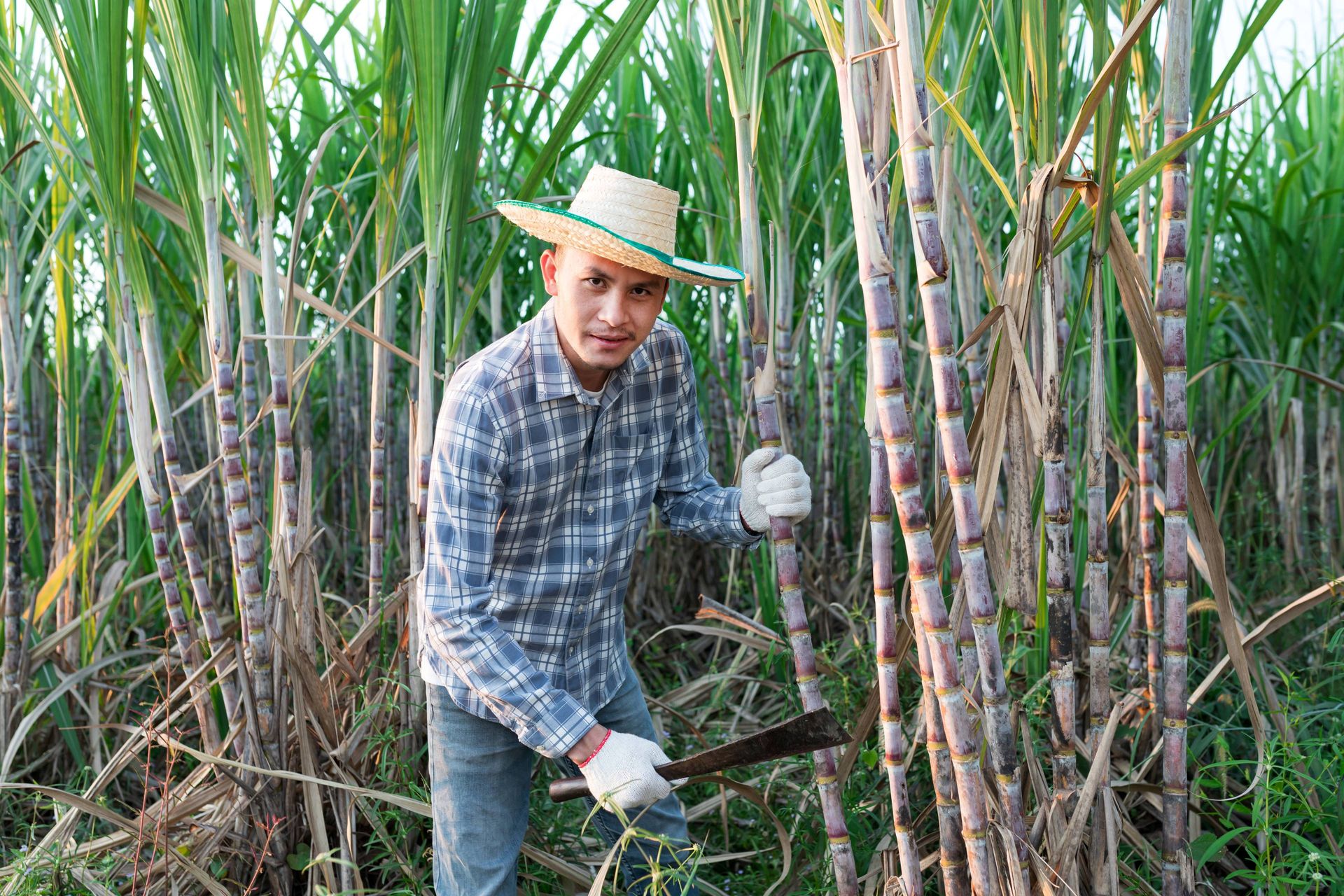 Image of a smallholder farmer harvesting sugarcane