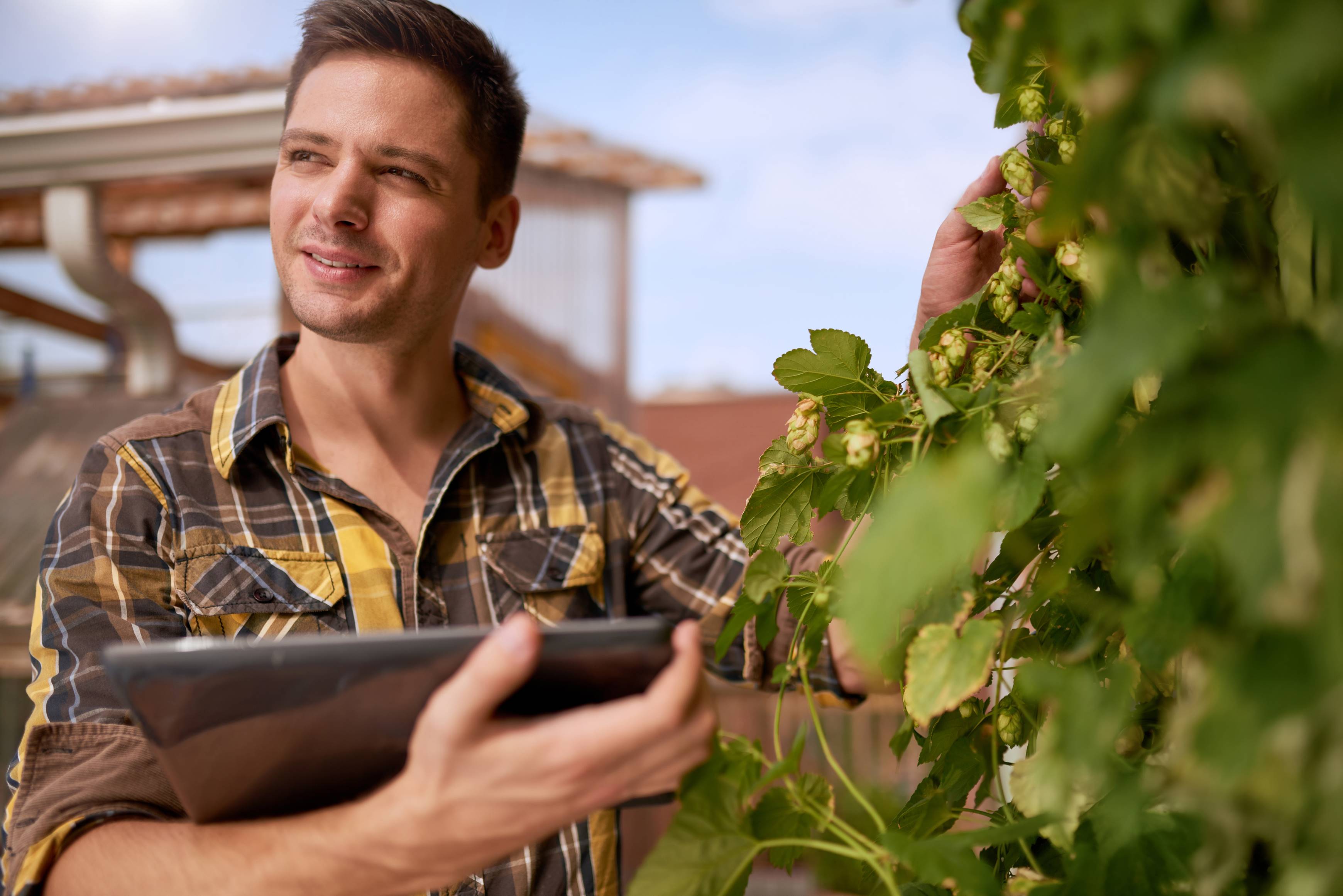 Image of a producer recording hop production information on a tablet
