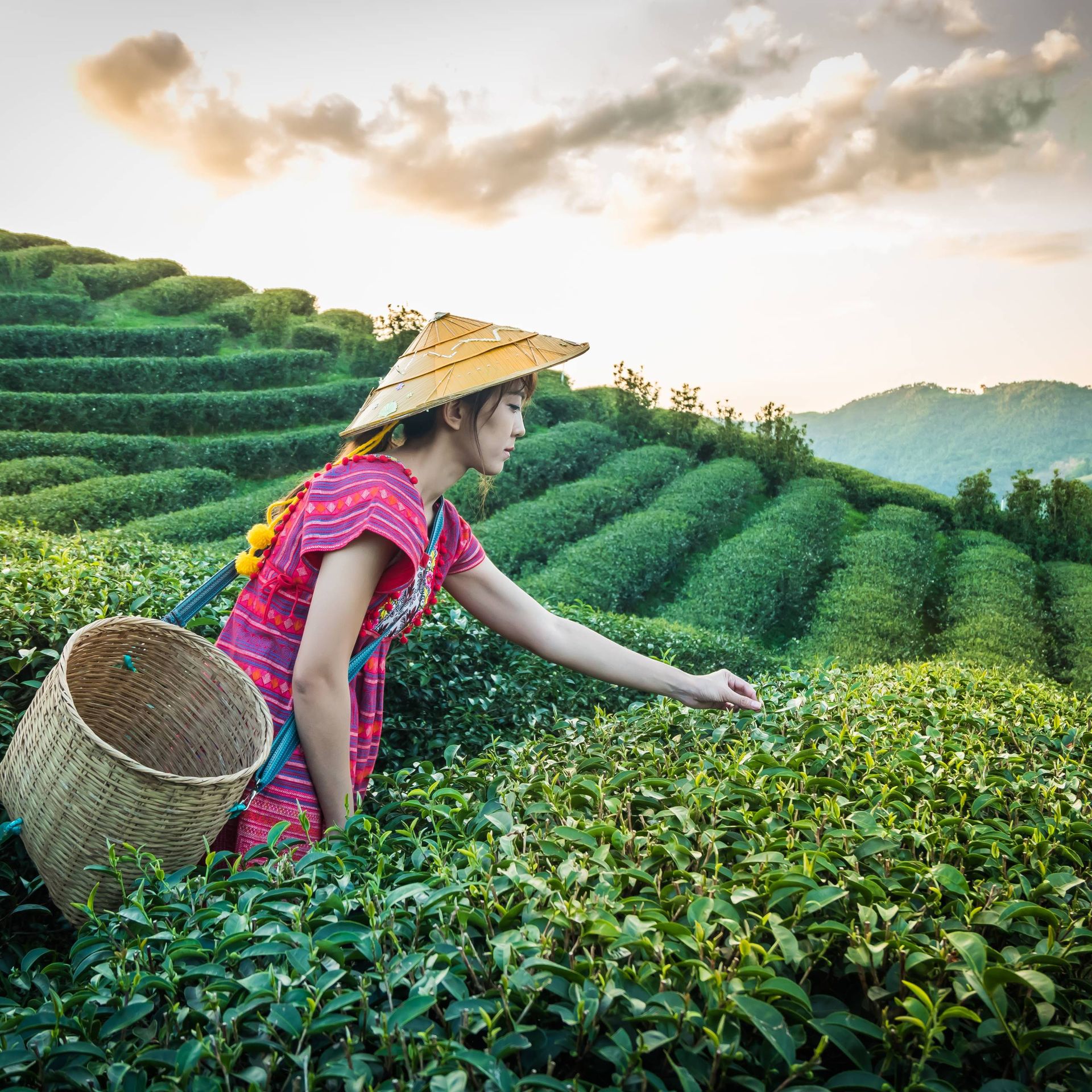 Image of a tea producer selecting leaves for harvest