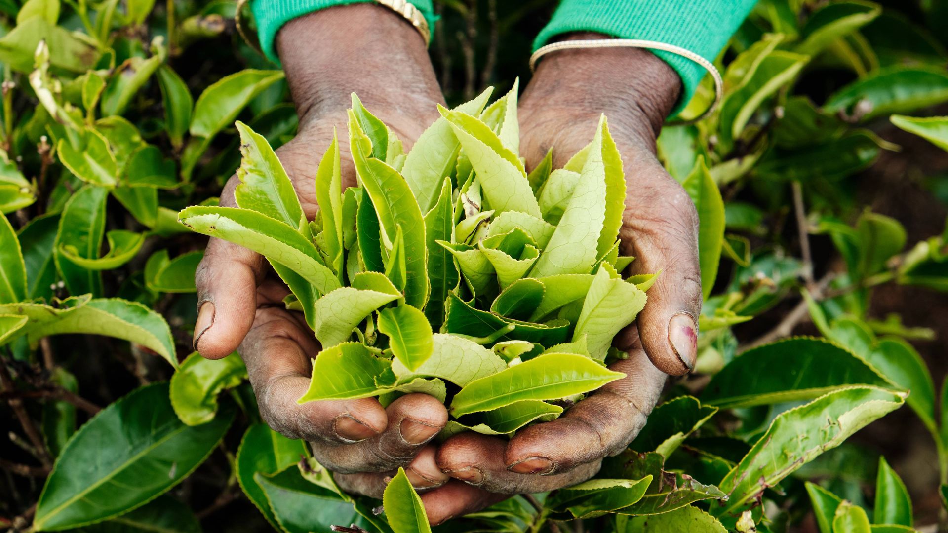 Image of a tea producer holding leaves in hand after harvest 