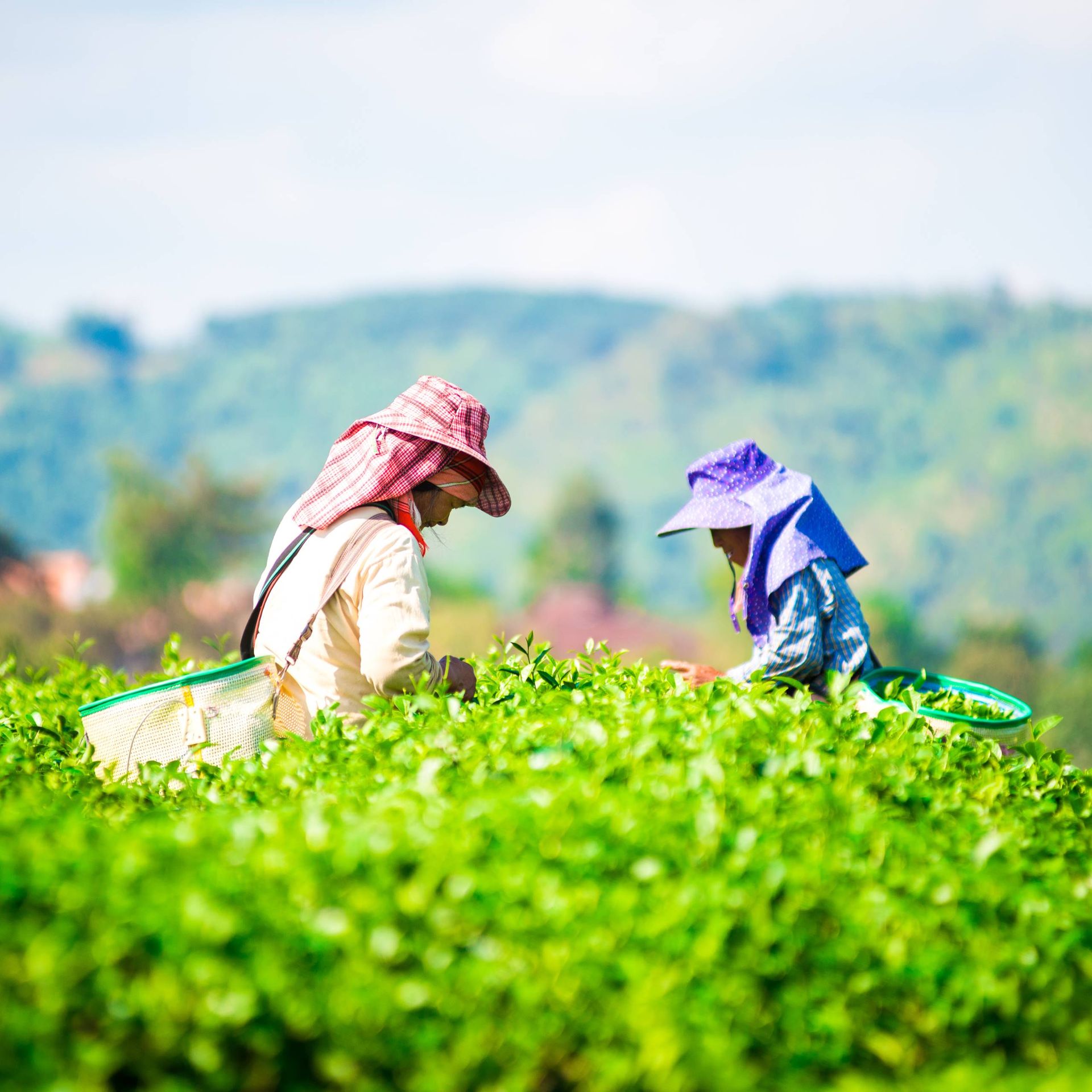 Image of farm workers harvesting tea on a plantation