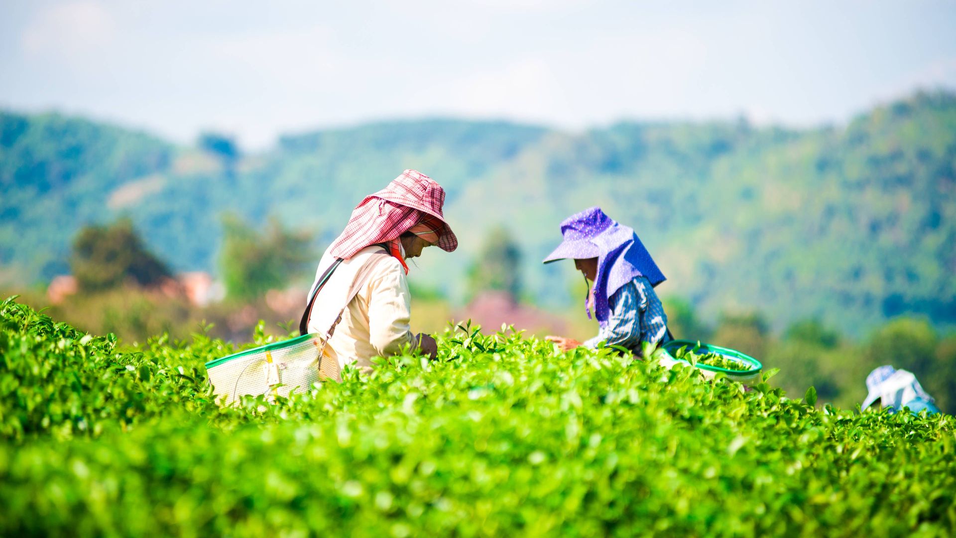 Image of farm workers harvesting tea on a plantation