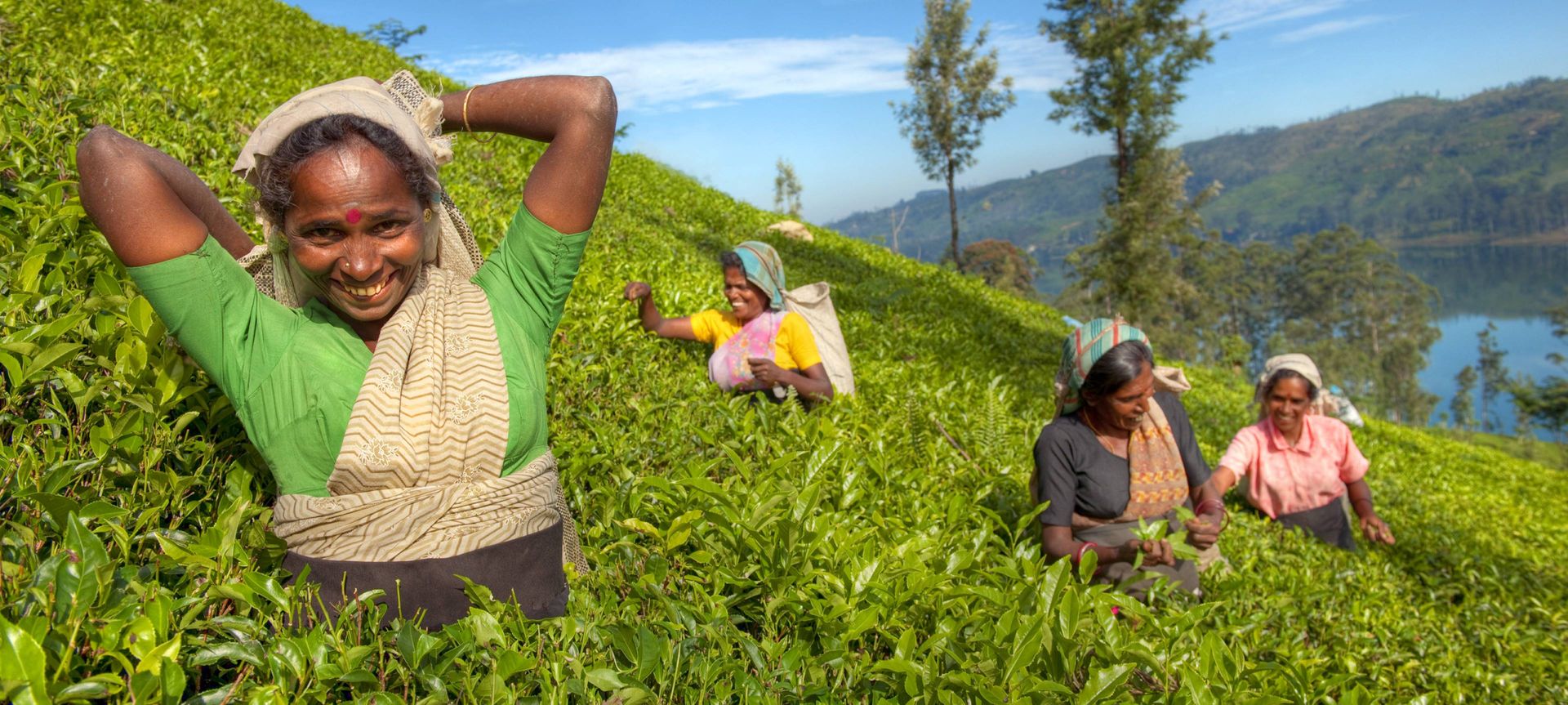 Image of farm workers harvesting tea