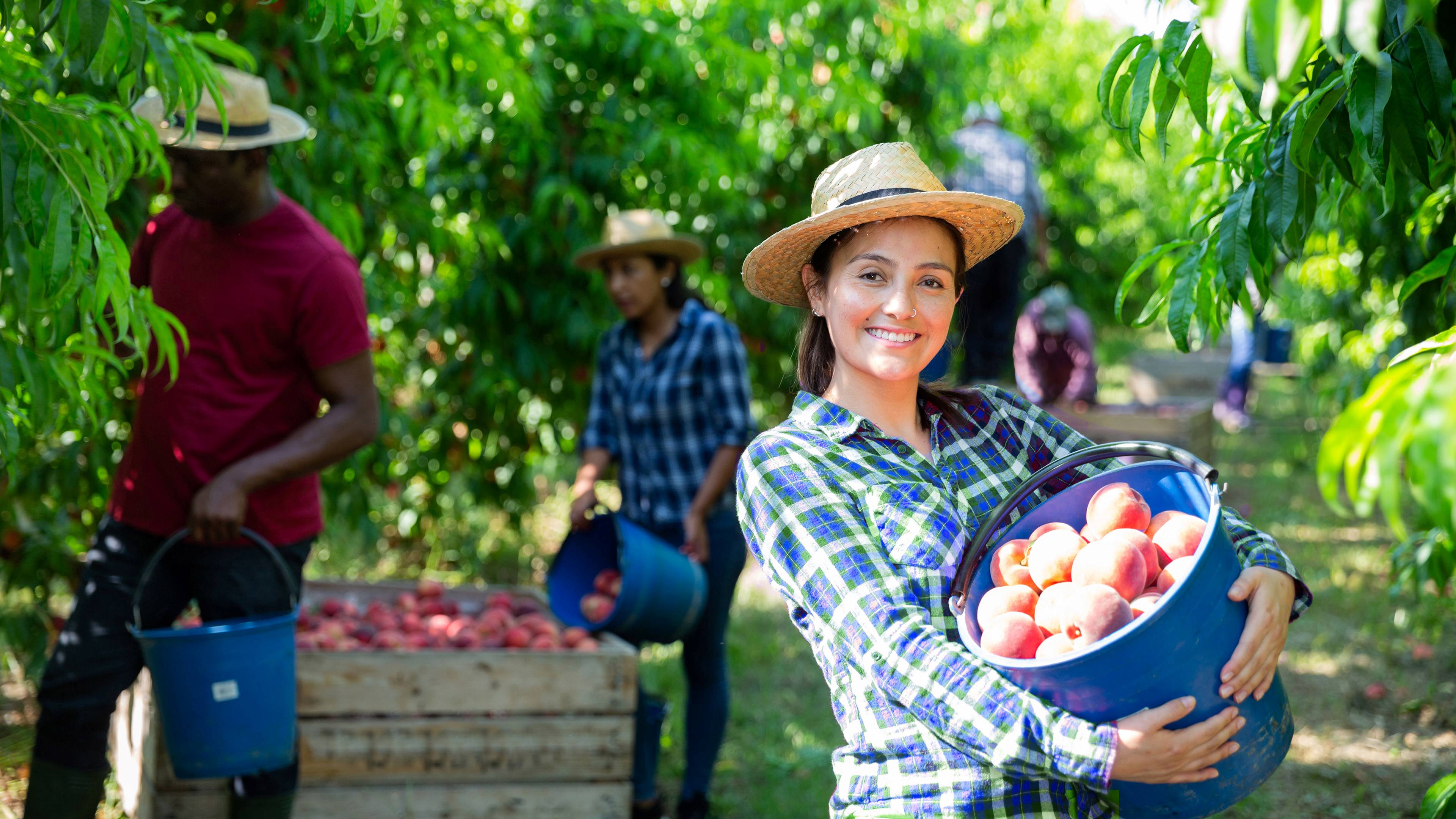 Image of a producer harvesting fresh fruits