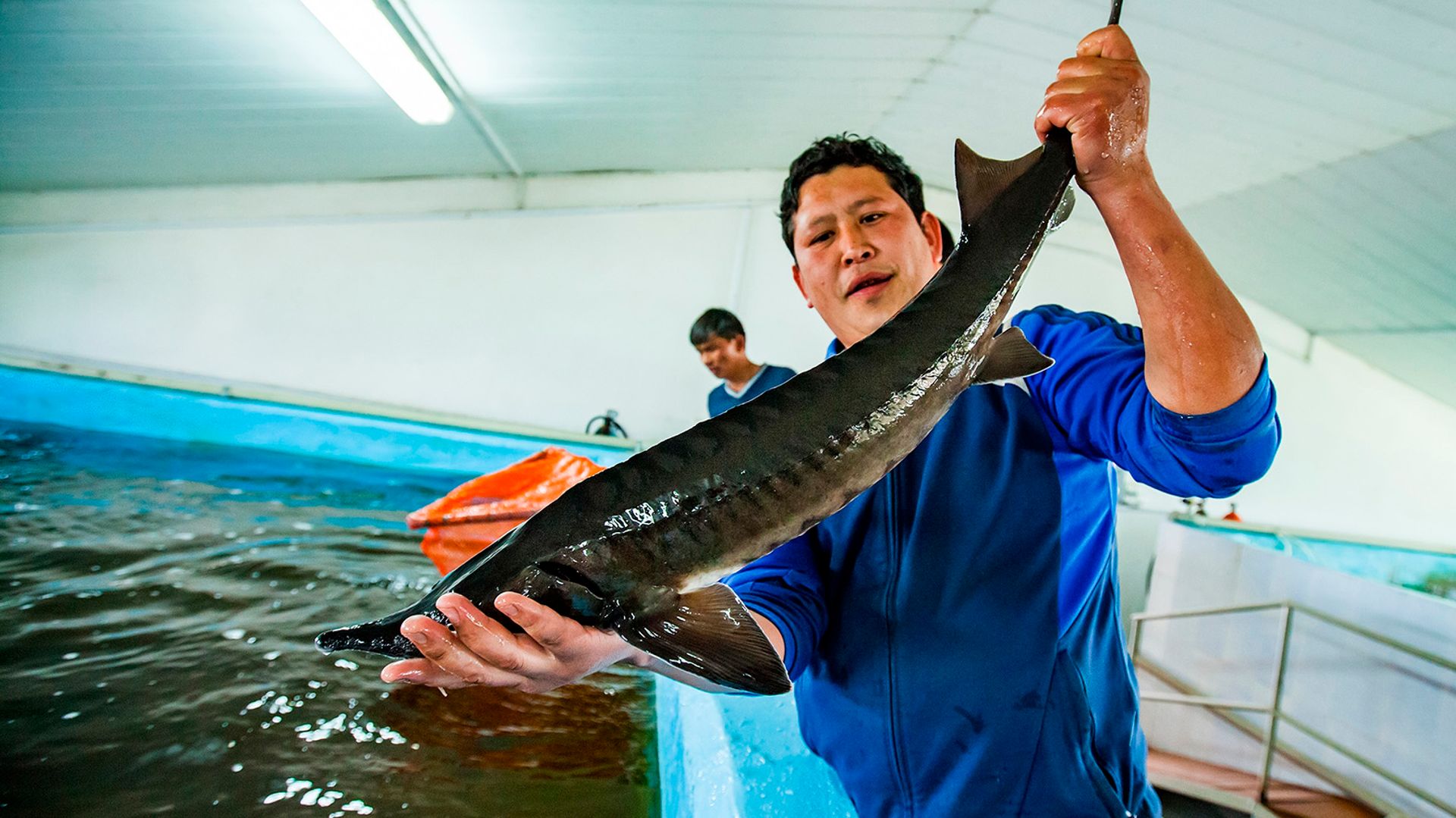Image of an aquaculture producer inspecting fish health and welfare