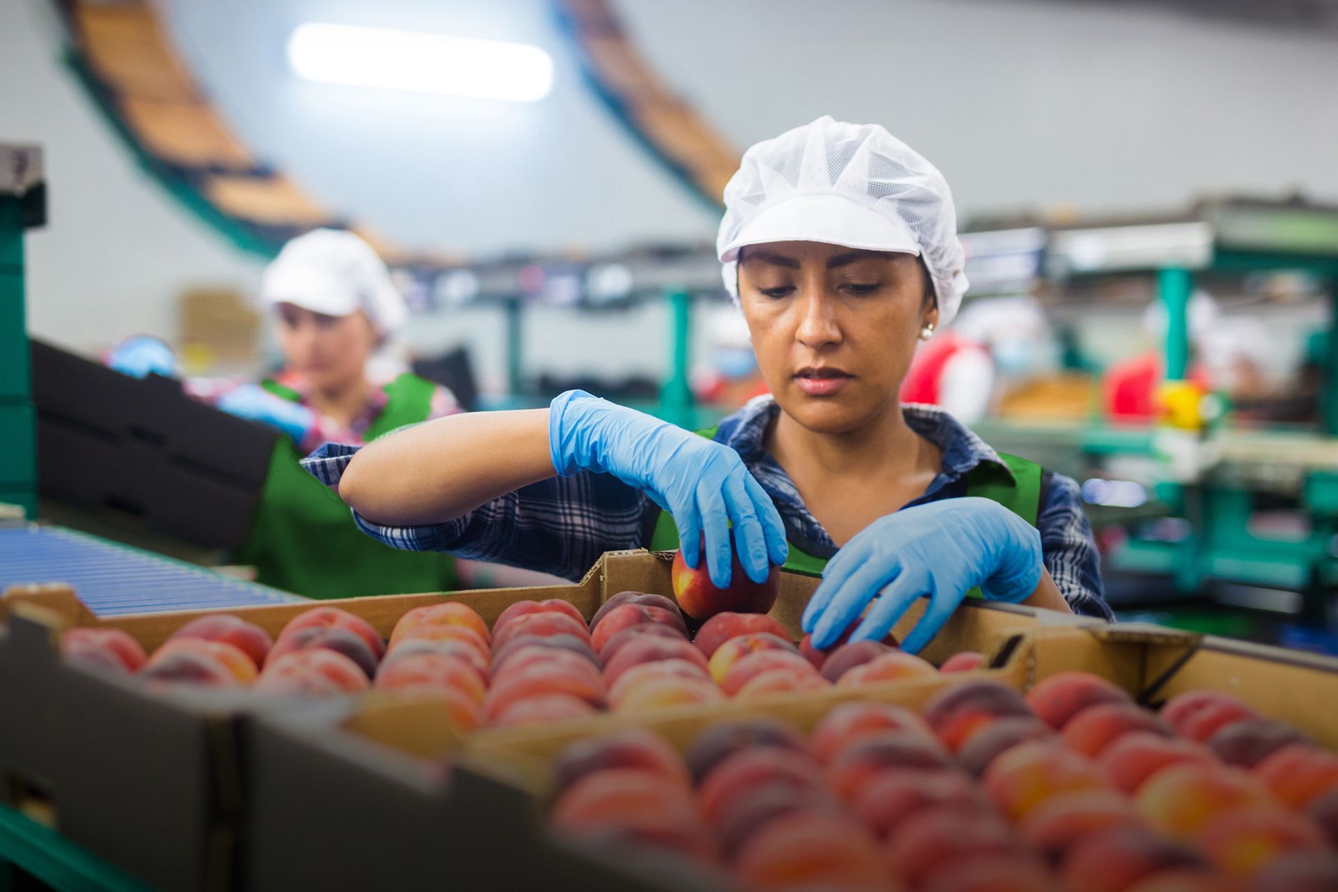 Image of farm workers packing fruit after harvest