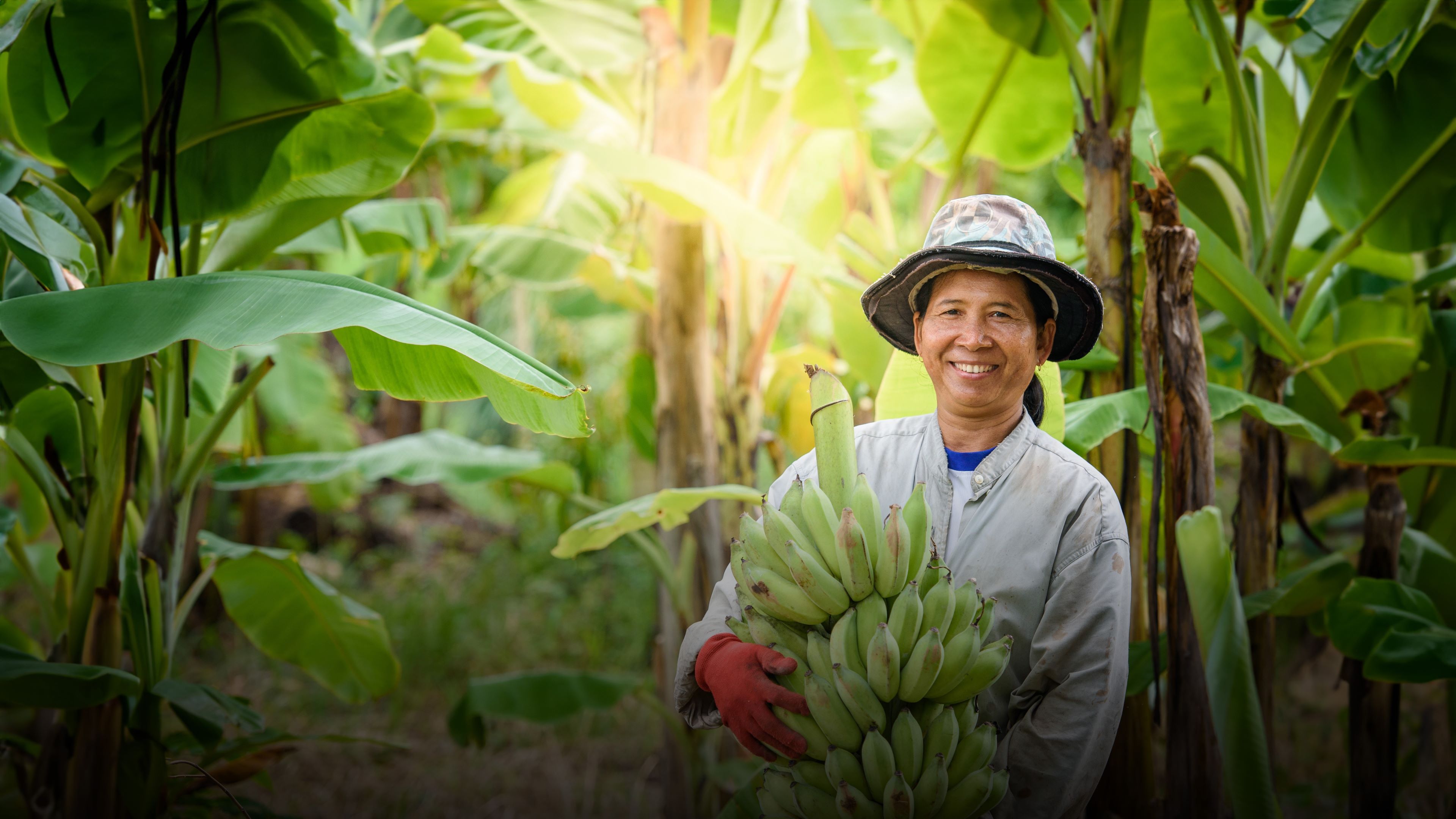 Image of a banana producer holding a crop after harvest