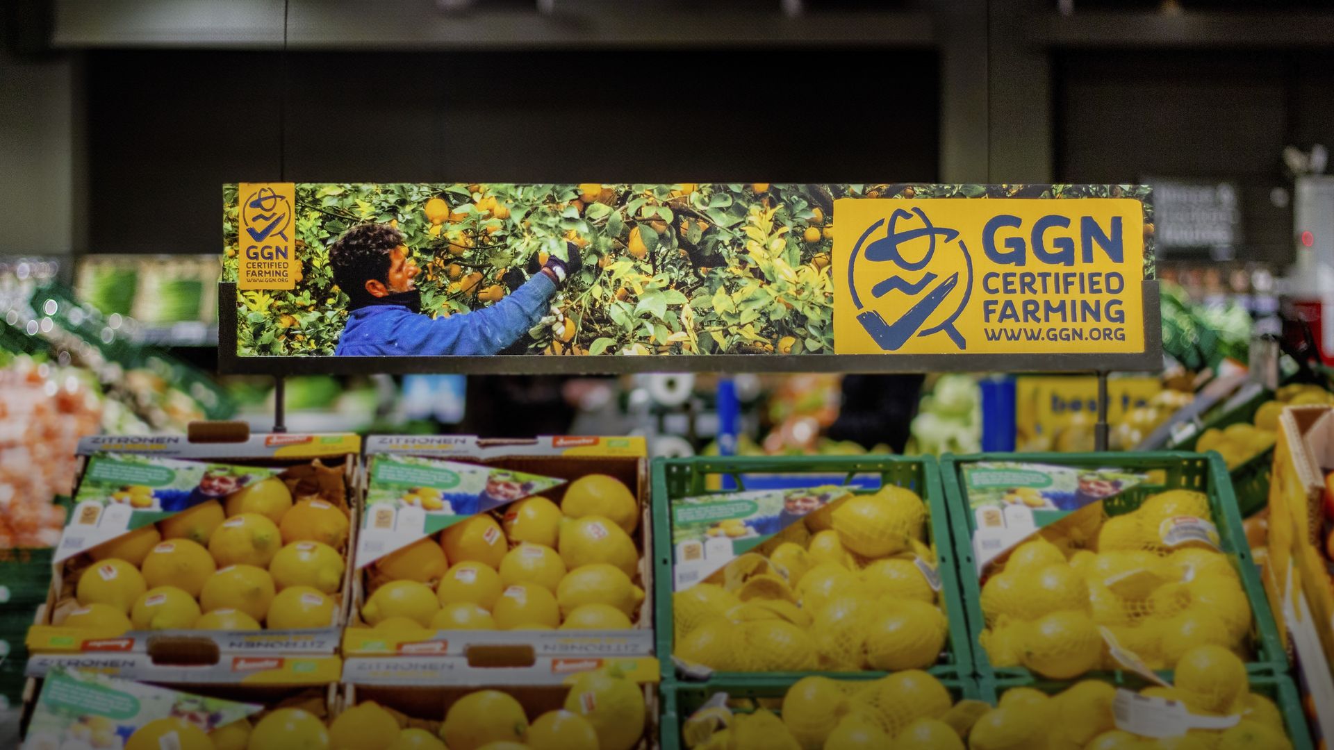Image of a stand displaying lemons with the GGN label at a GLOBUS store in Germany