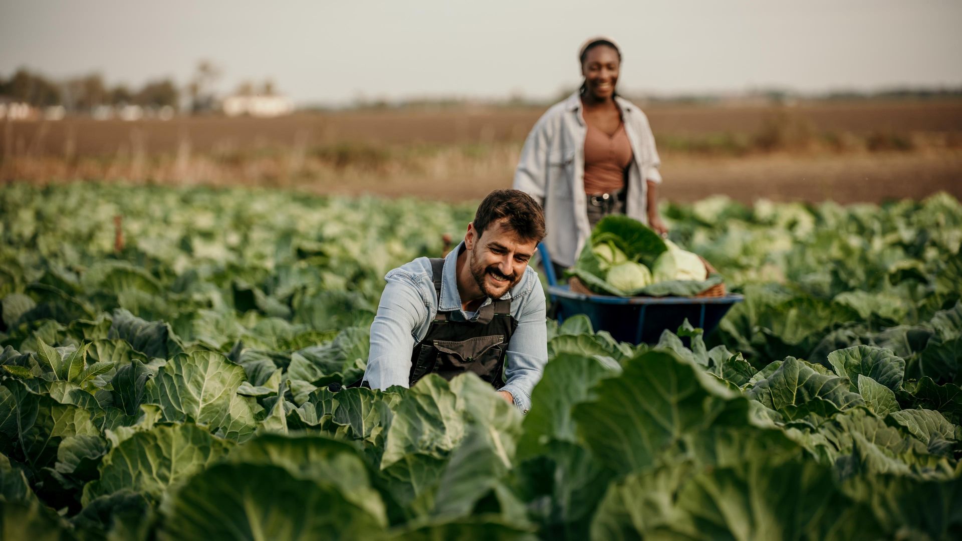A man and woman working in a field to harvest cabbages.