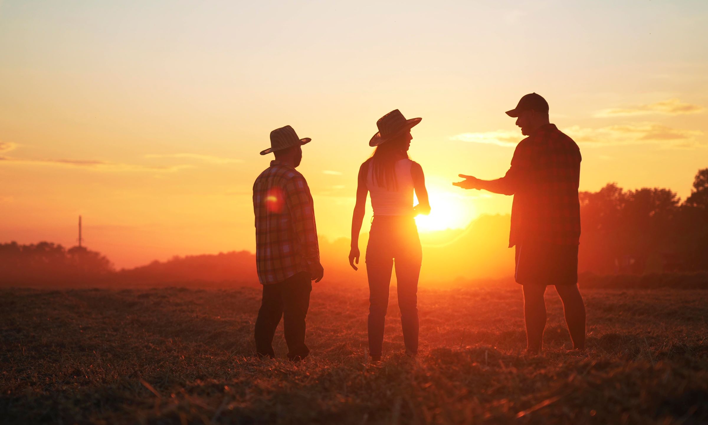 Image of three producers standing in a field at sunset