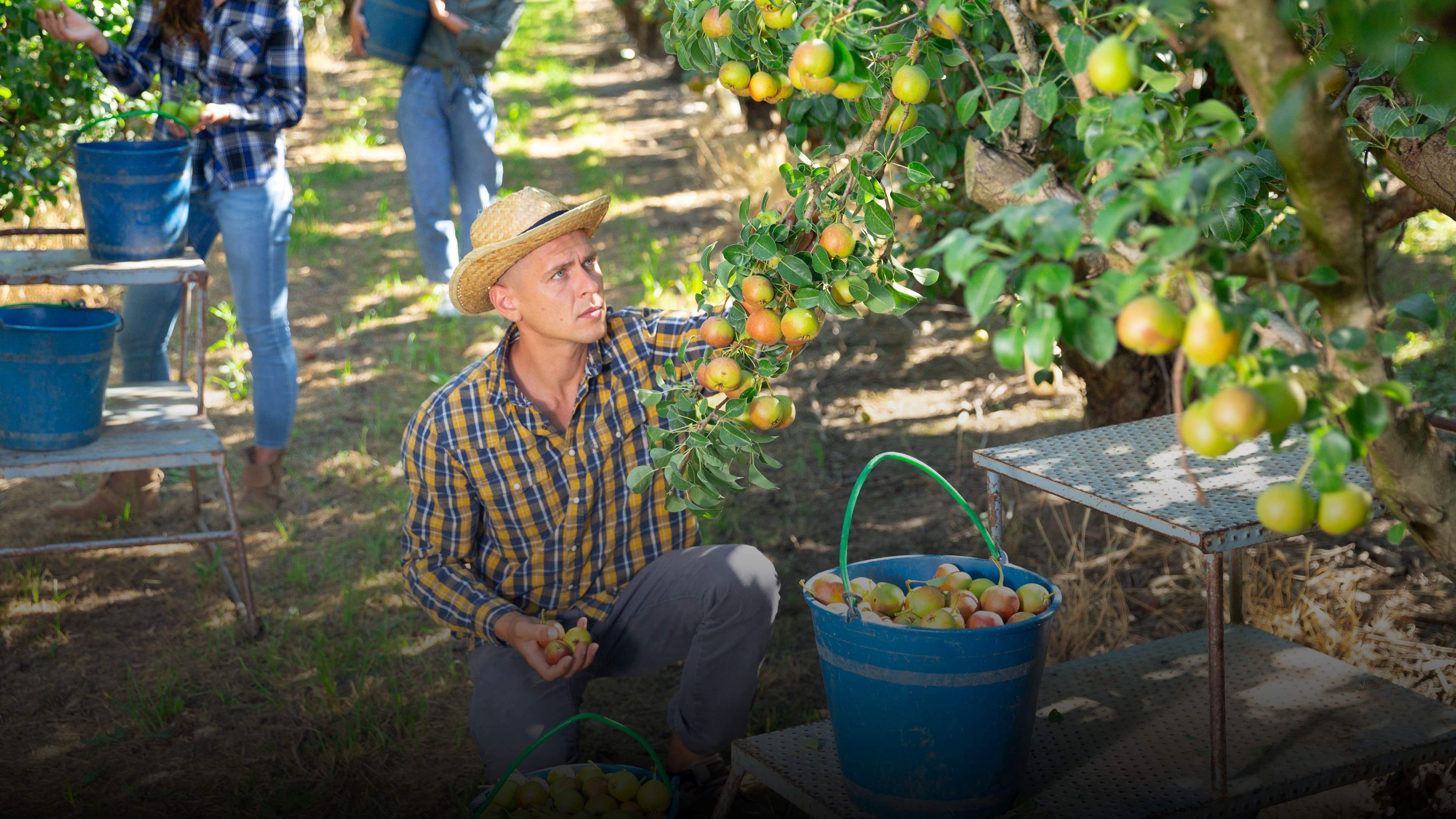 Farm workers pick apples in an orchard