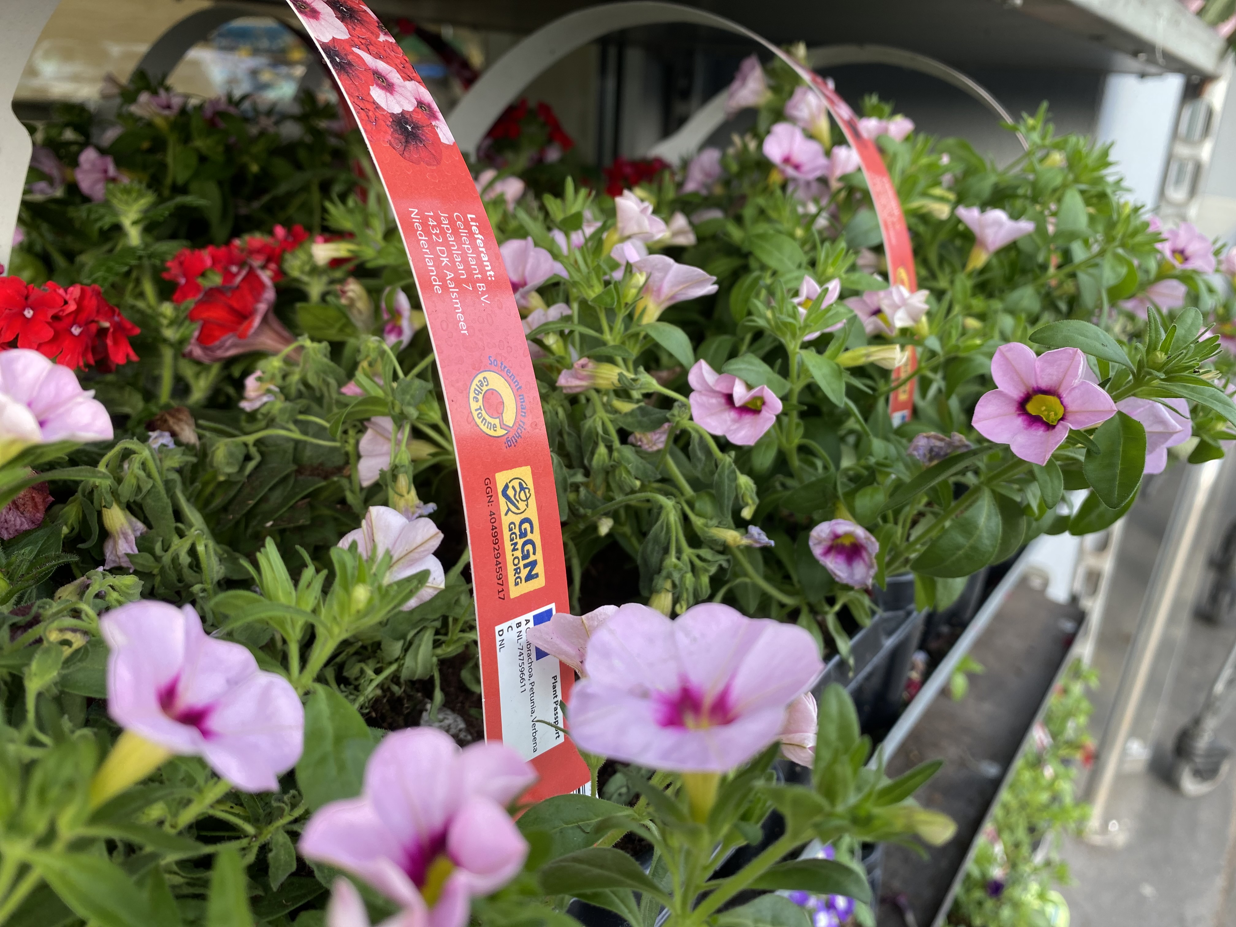 Photo of flowers with the GGN label in a garden center store.