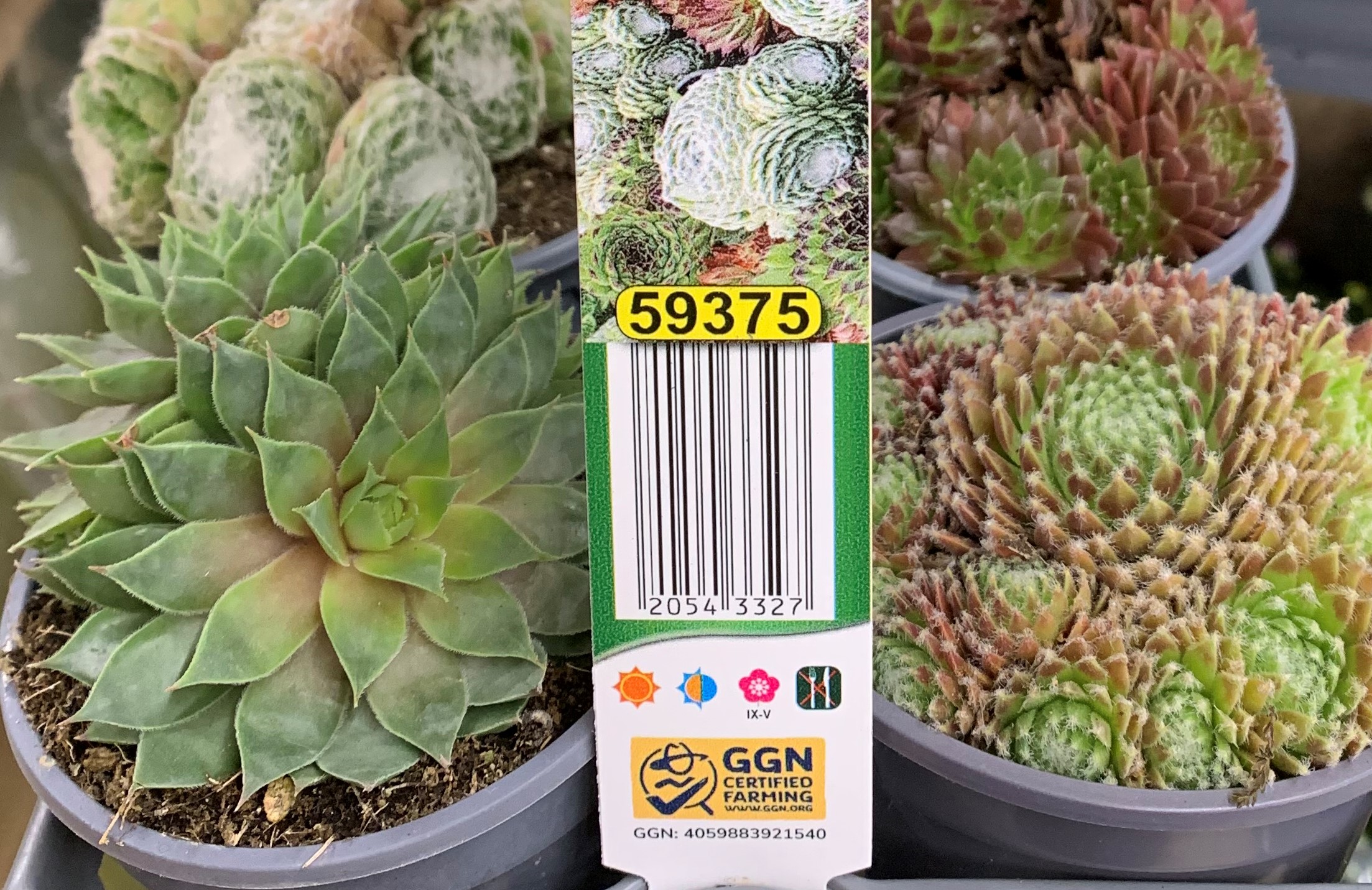 Photo of succulent plants with the GGN label in a garden center retail outlet.