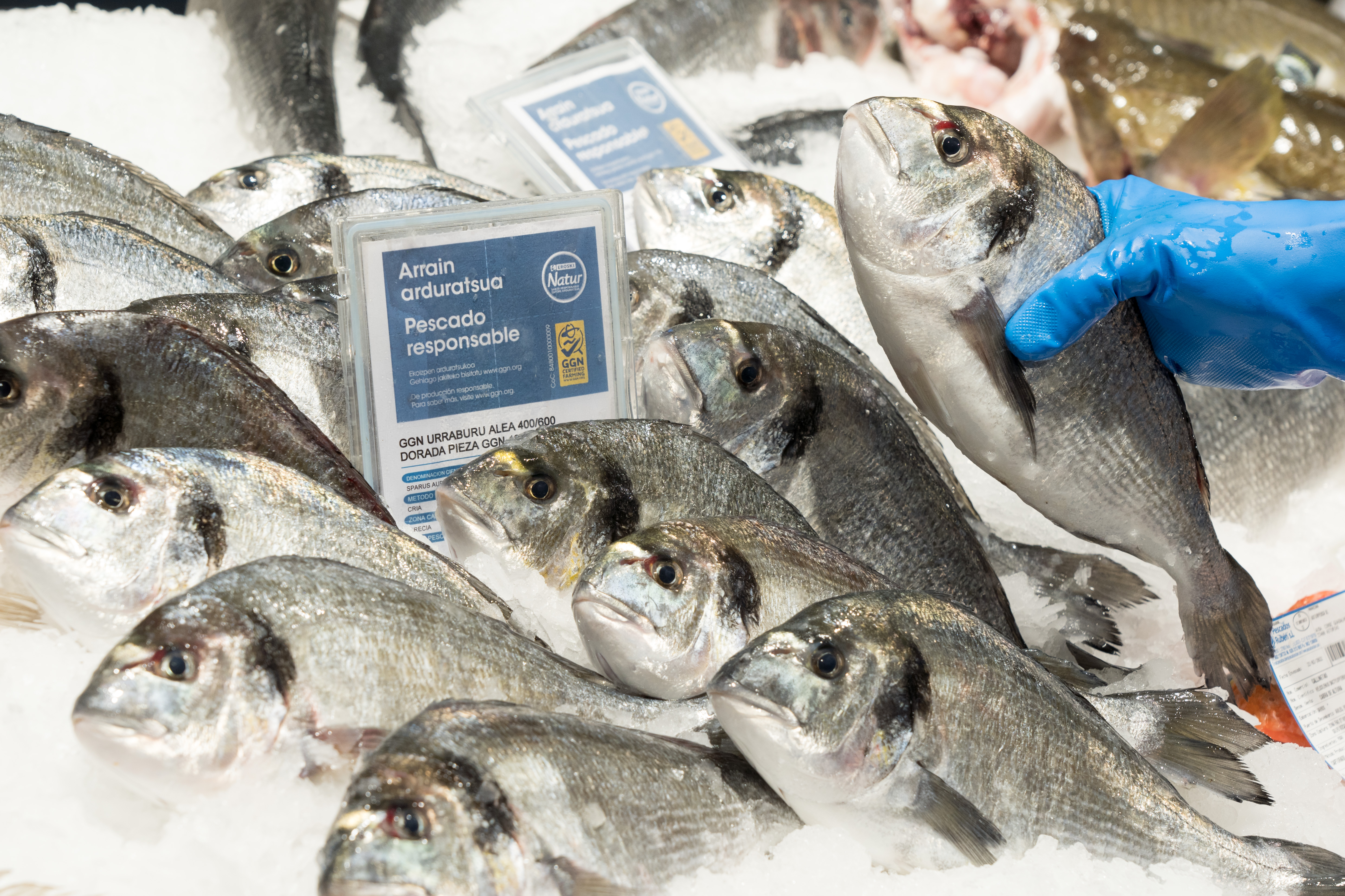 Photo of dorado with the GGN label on a Spanish supermarket fresh fish counter.