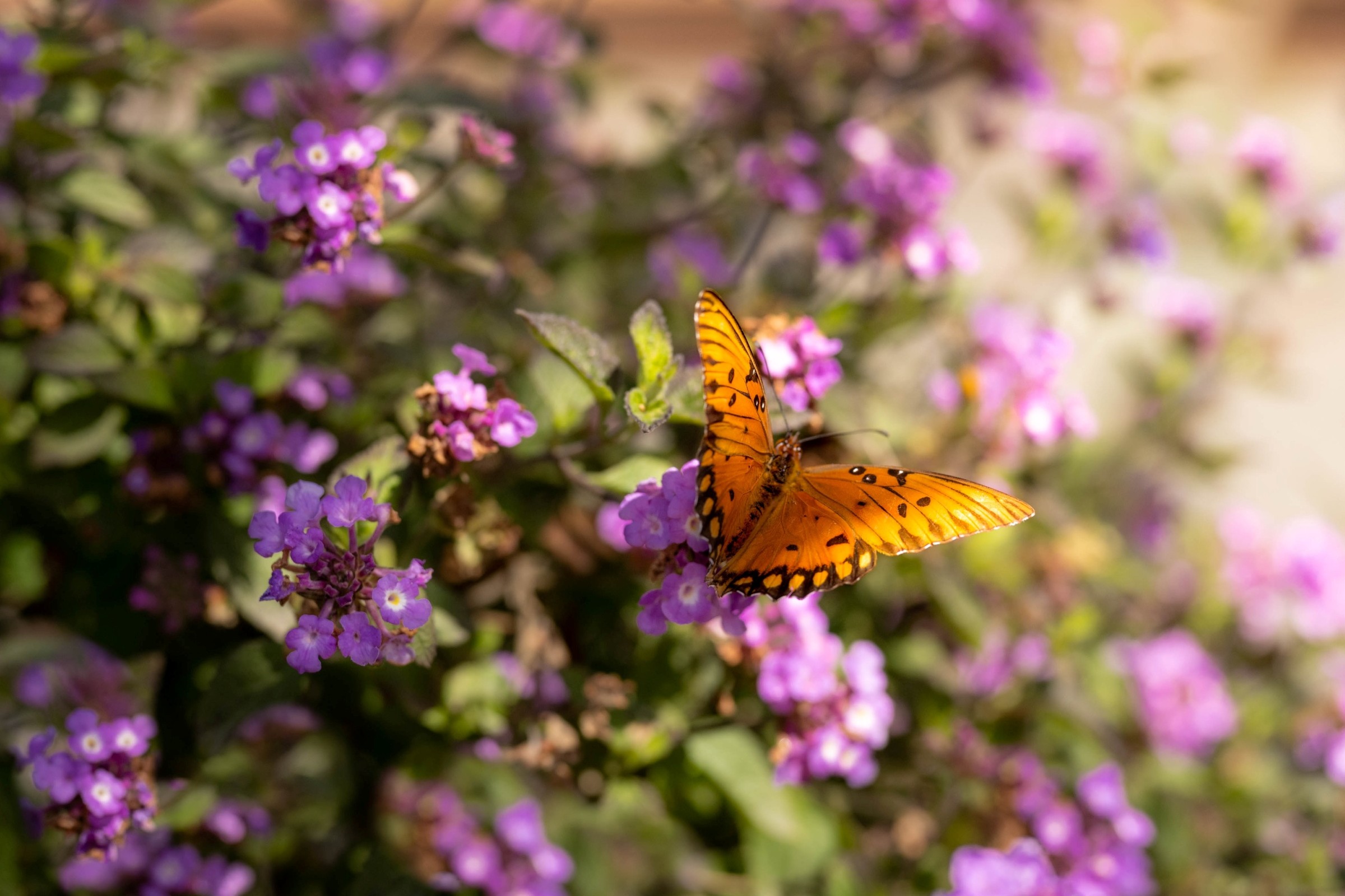 A butterfly lands on a purple flower – a symbol of biodiversity