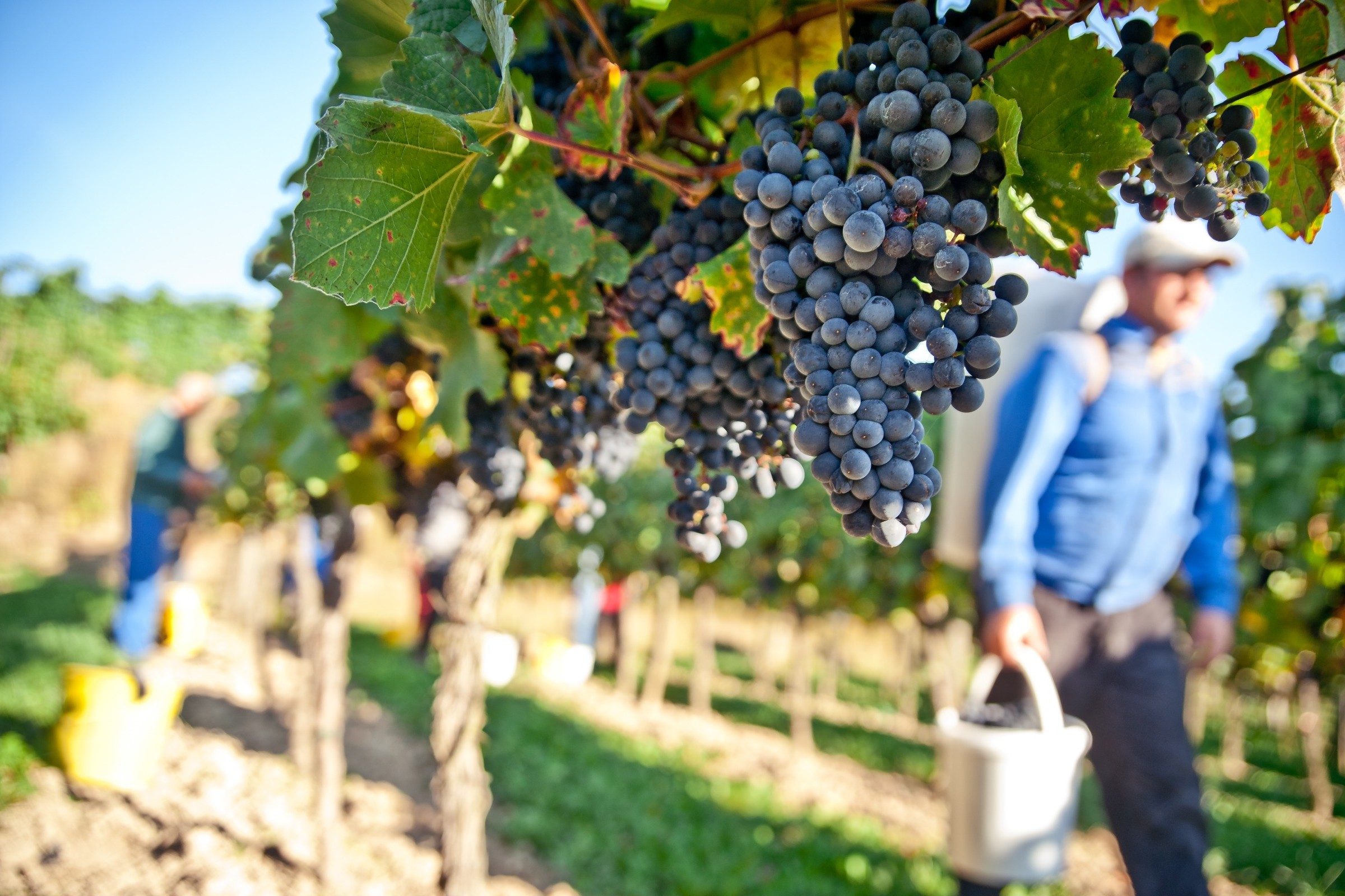 Bunches of grapes on a vine with a farmer in the background