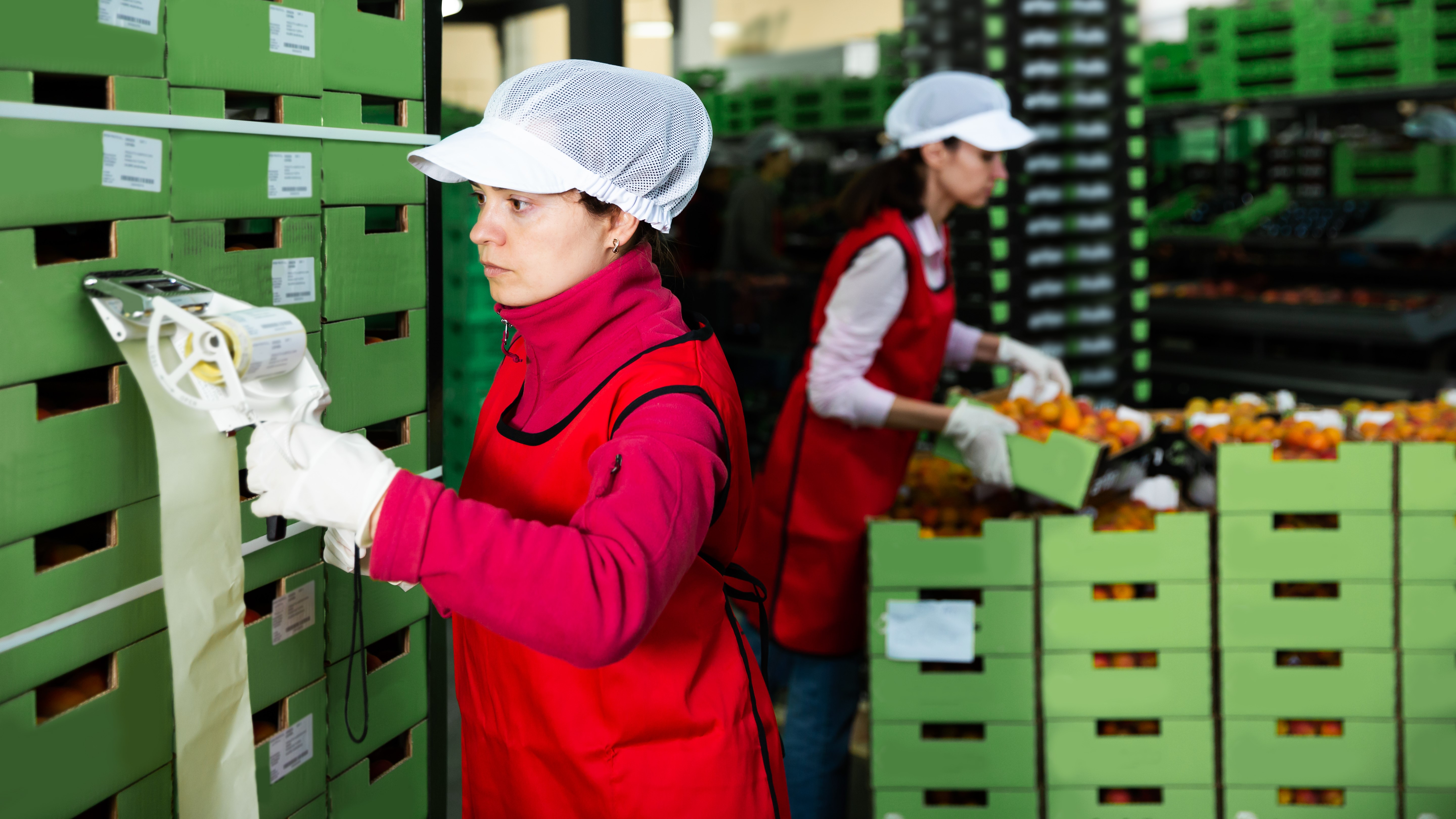 Image of packing house workers segregating and labeling produce with a batch number.
