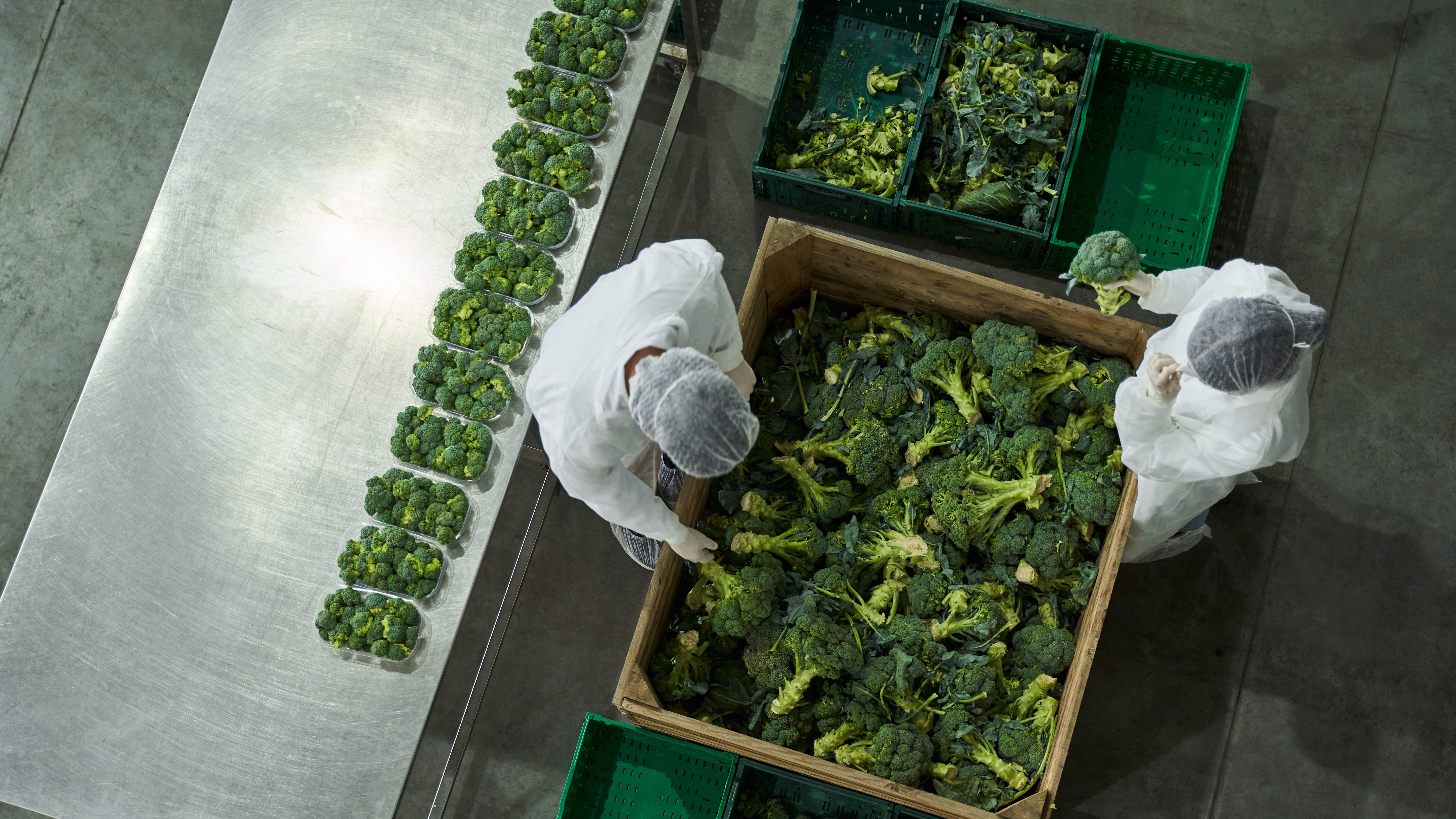 Image of farm workers segregating affected vegetable products in a packing unit.