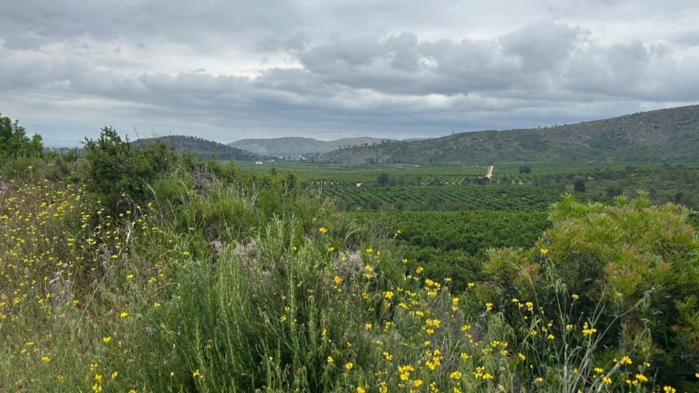 A field in Spain where the pilot project of the GLOBALG.A.P. environmental sustainability solution is being developed, 2025.